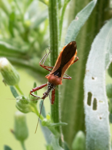 Assassin Bug (Scipinia arenacea) (Scipinia arenacea)